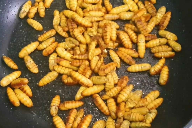 Rang nhộng