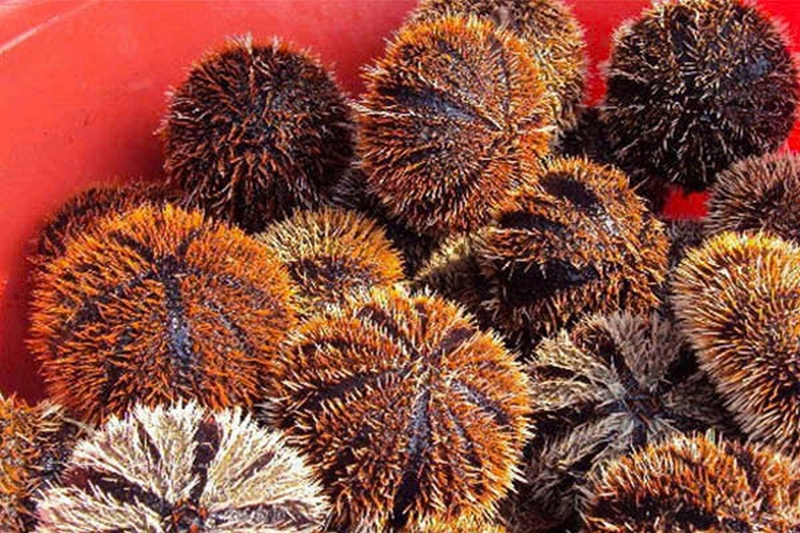 nhum nướng mỡ hành ảnh 7