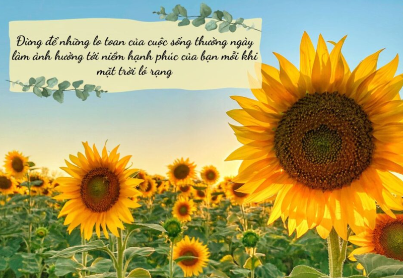 những câu chúc hay ảnh 8