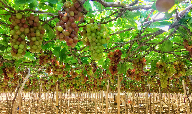 Tháng 4 đến tháng 6: Mùa nho chín