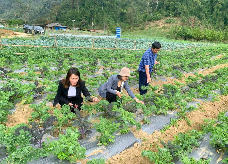 Thực trạng phát triển nông nghiệp xanh hiện nay