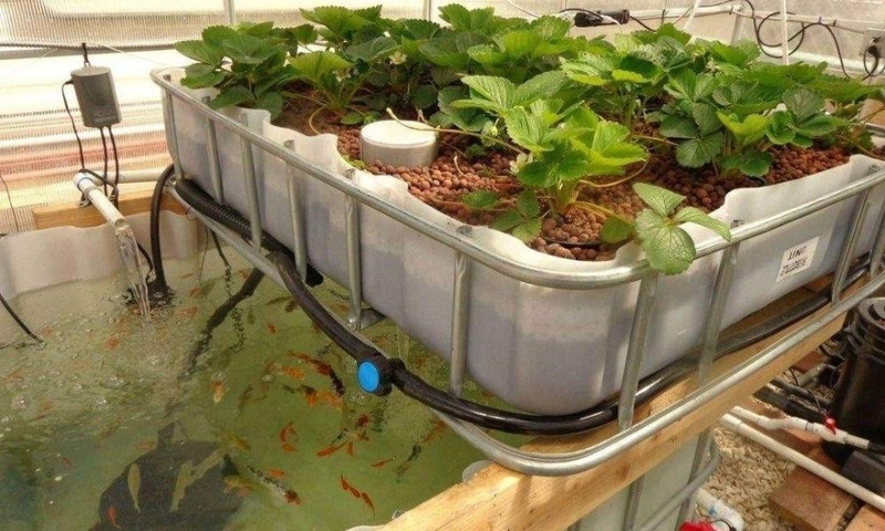 mo hinh aquaponics nong nghiep xanh