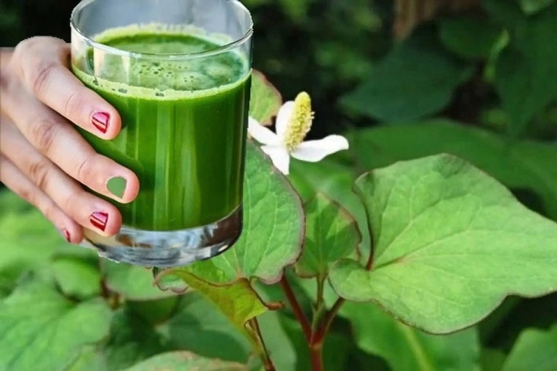 nước ép diếp cá dưa lê ảnh 6