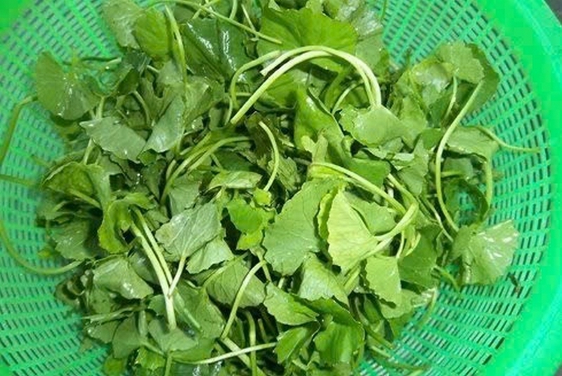 Nước ép rau má ổi cam: Thức uống giải nhiệt, đẹp da và tăng cường sức khỏe