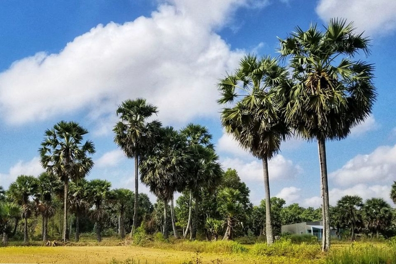 nước thốt nốt​ (ảnh 1)