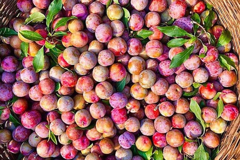 Bật mí một số cách chọn mua mận Bắc (mận Hà Nội) tươi ngon