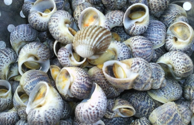 Ốc bông ảnh 1