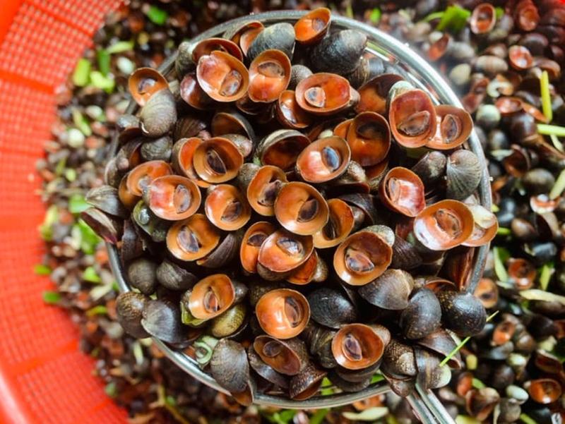 Ốc dừa - 04