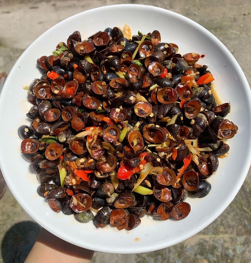 Ốc dừa - 01