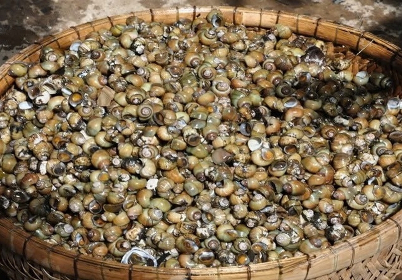 ốc gạo xào sả ớt ảnh 1