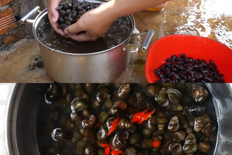 ốc hút (3)