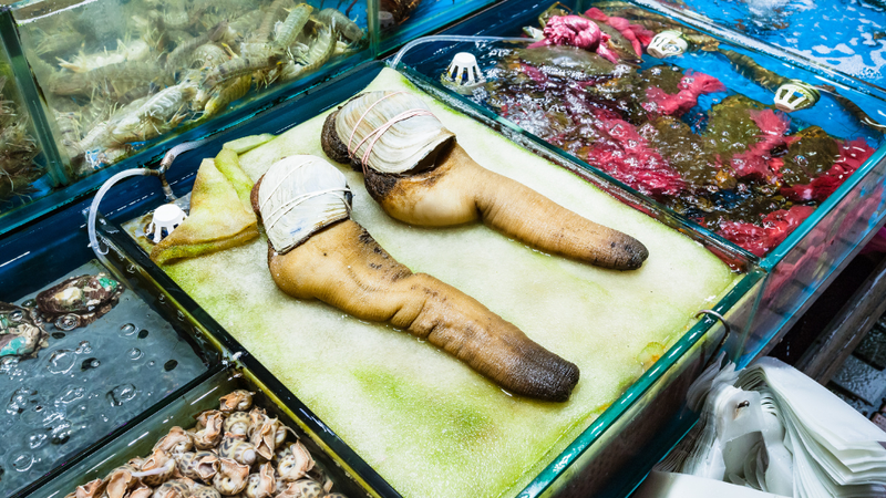Ốc vòi voi 2