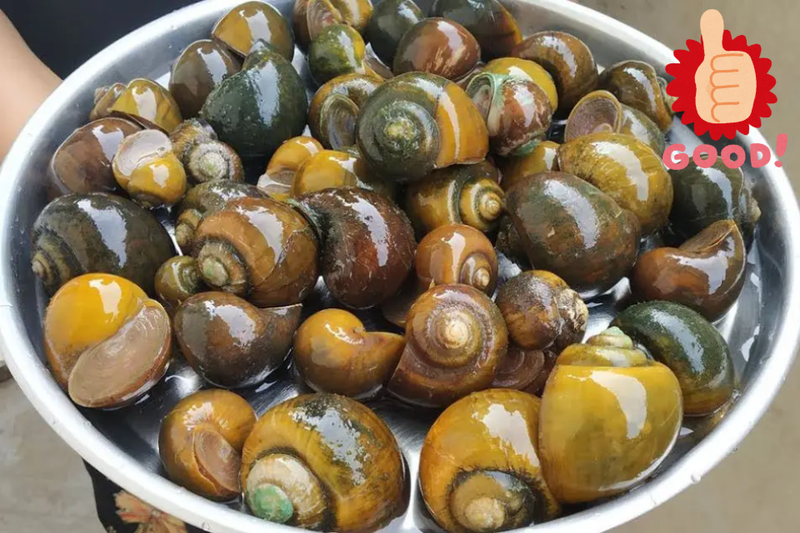 Ốc xào khế lá gừng (1)