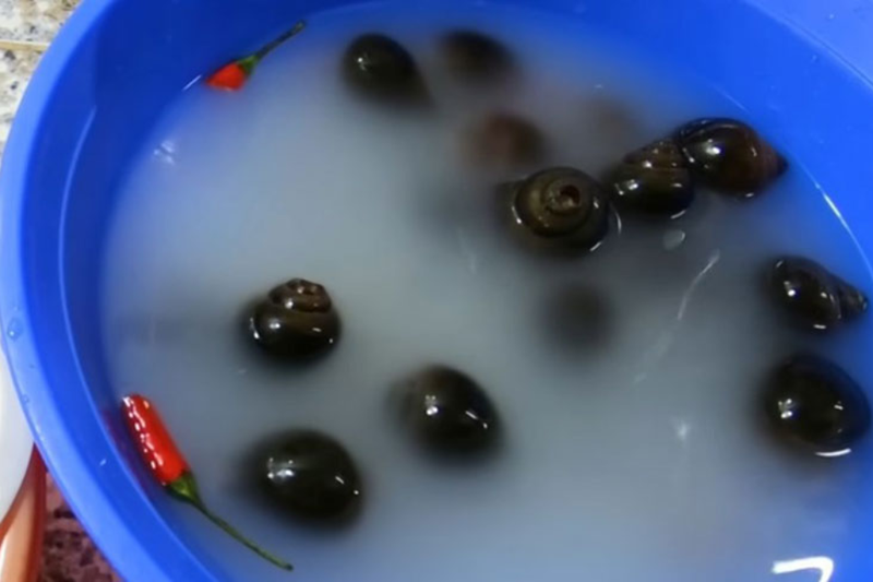 Ốc xào khế lá gừng (4)