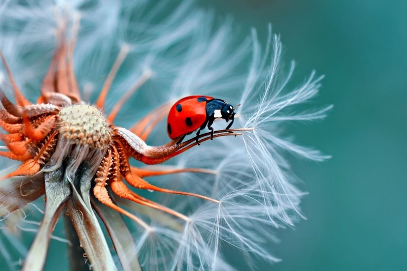 Chụp ảnh cận cảnh