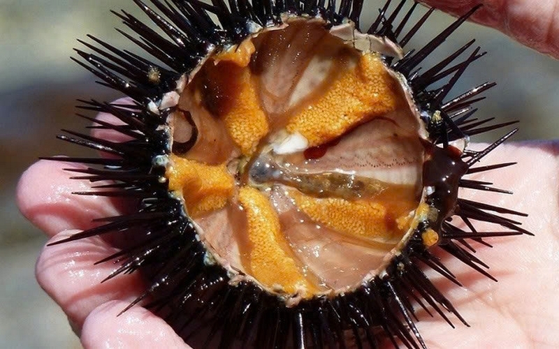 pate nhum ảnh 1