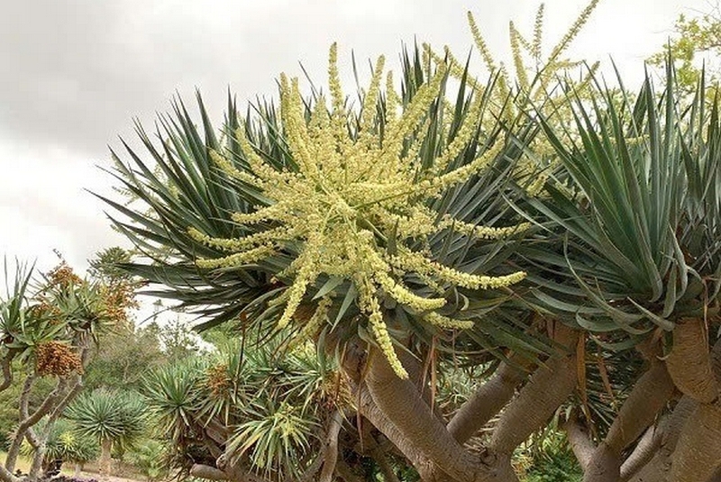 Phát tài núi ảnh 3
