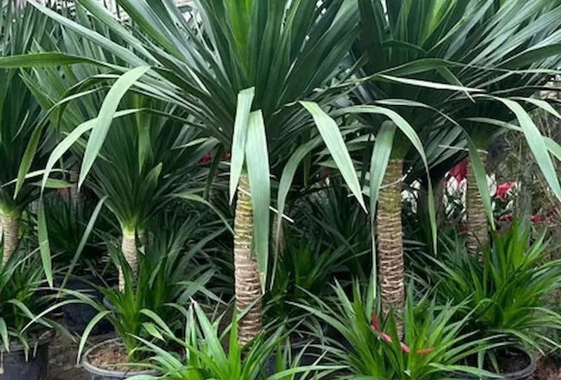 Phát tài núi ảnh 4