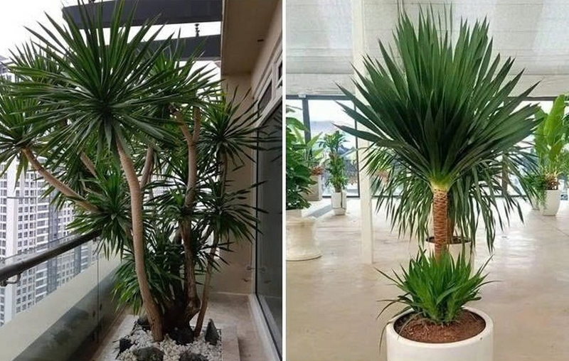 Phát tài núi ảnh 5