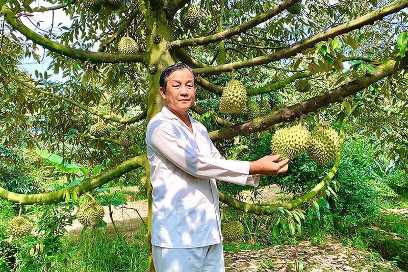 Phường Thanh Đức của Vĩnh Long 5