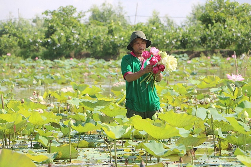 Phường Thường Lạc của Đồng Tháp 3