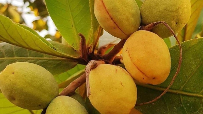 quả bàng ảnh 1