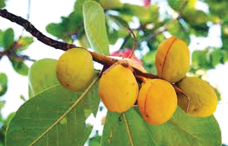 quả bàng ảnh 3