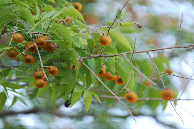 Bồ hòn là quả gì (ảnh 1)