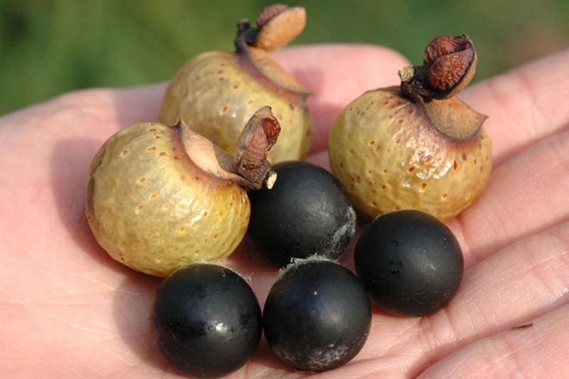 Bồ hòn là quả gì (ảnh 3)