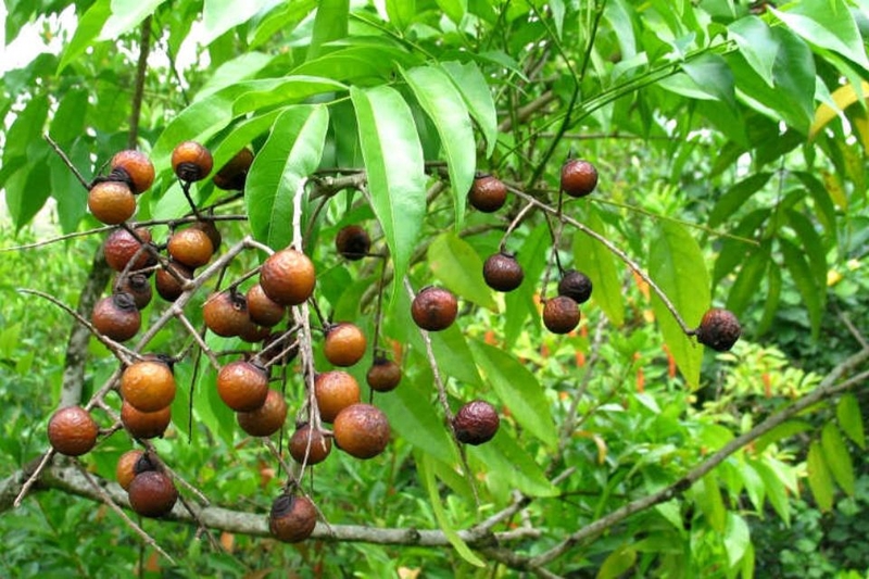Bồ hòn là quả gì (ảnh 5)