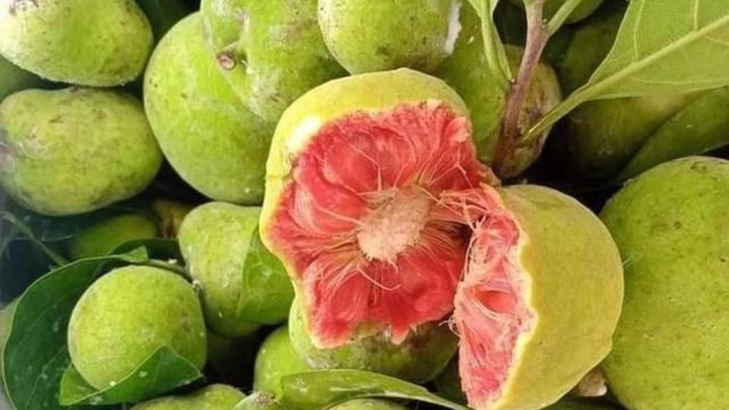 Giàu vitamin C