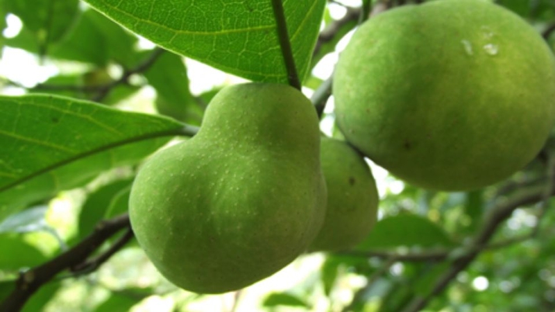 Hỗ trợ tiêu hóa