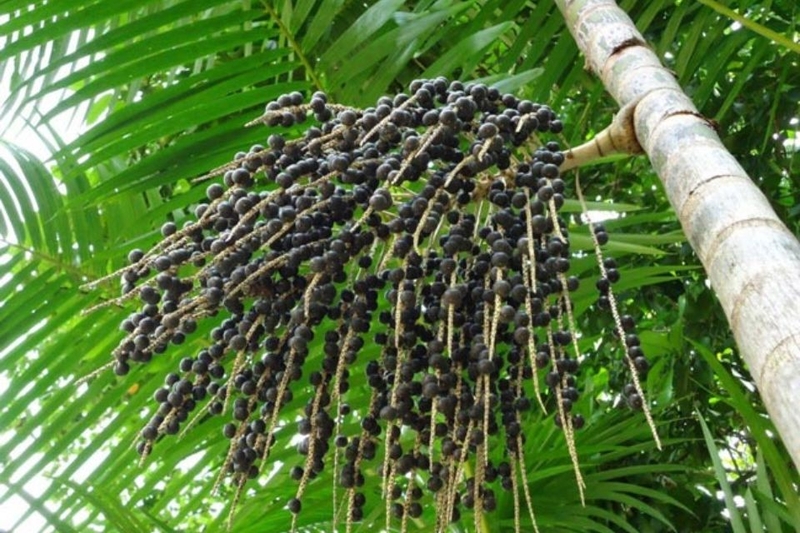 Quả acai