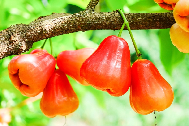 Quả roi 3