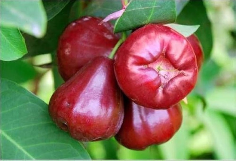 Quả roi tiếng Anh là gì 3