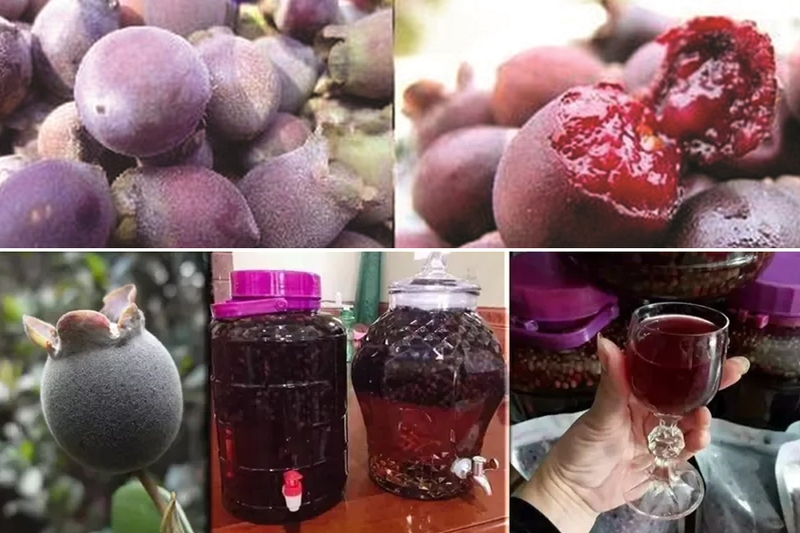 Sử dụng quả sim tím để ngâm rượu.