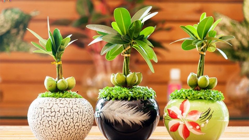 Đồ trang trí nhà cửa