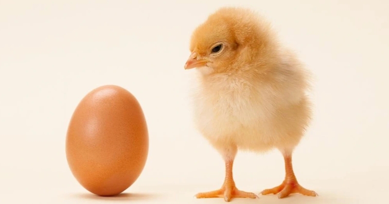 Quả trứng có trước hay con gà có trước (ảnh 4)