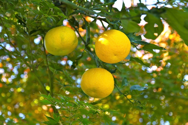 Quả yuzu ảnh 1