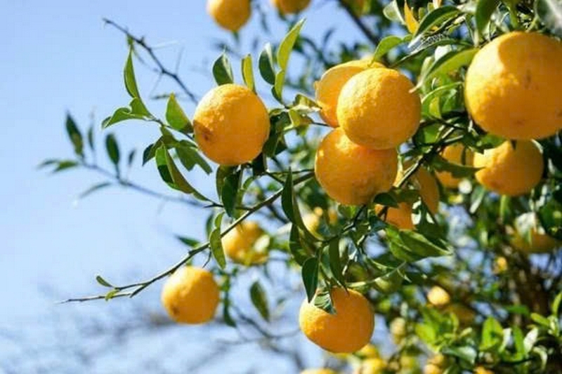 Quả yuzu ảnh 2