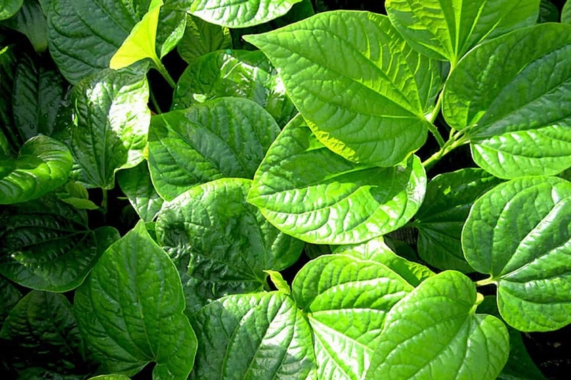 Áo bị phai màu? 3