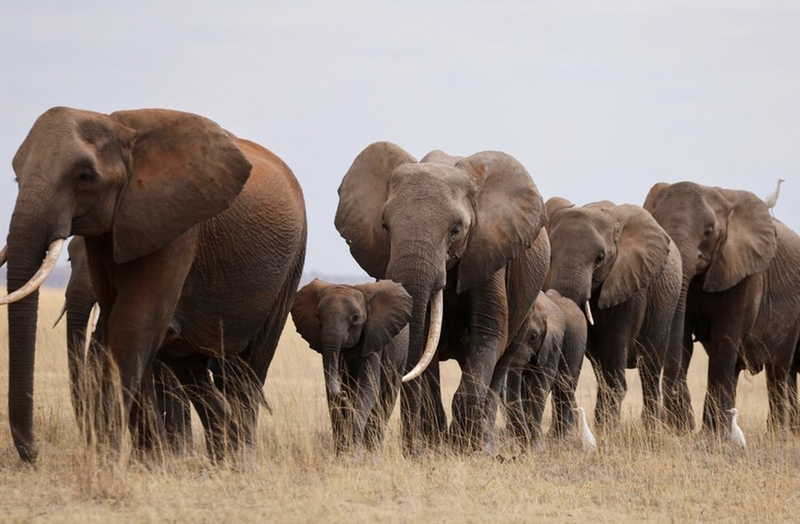 quần thể sinh vật là gì ảnh 1