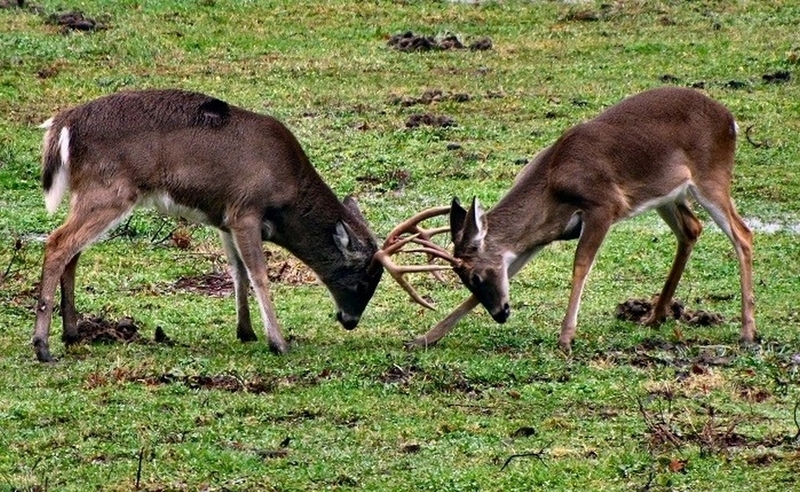 quần thể sinh vật là gì ảnh 2