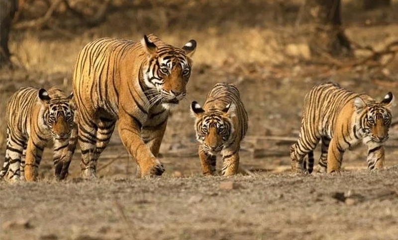 quần thể sinh vật là gì ảnh 4