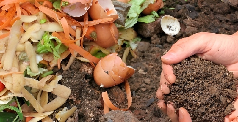 Rác hữu cơ là gì 4