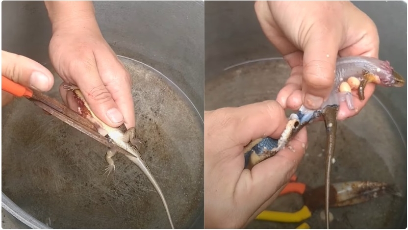 rắn mối nướng 2