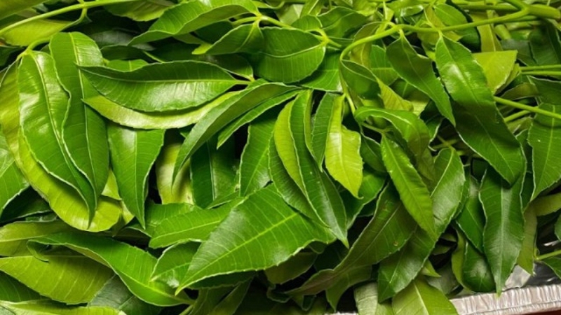 rau ăn bánh xèo 10.1