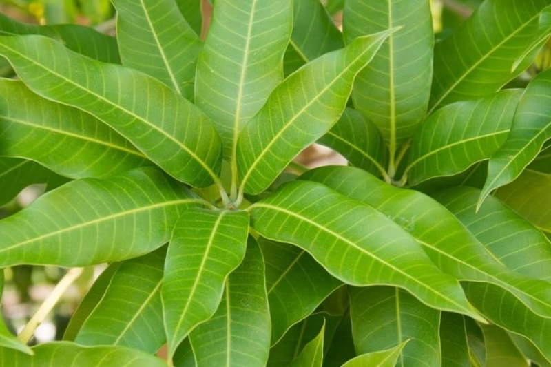 rau ăn bánh xèo 11