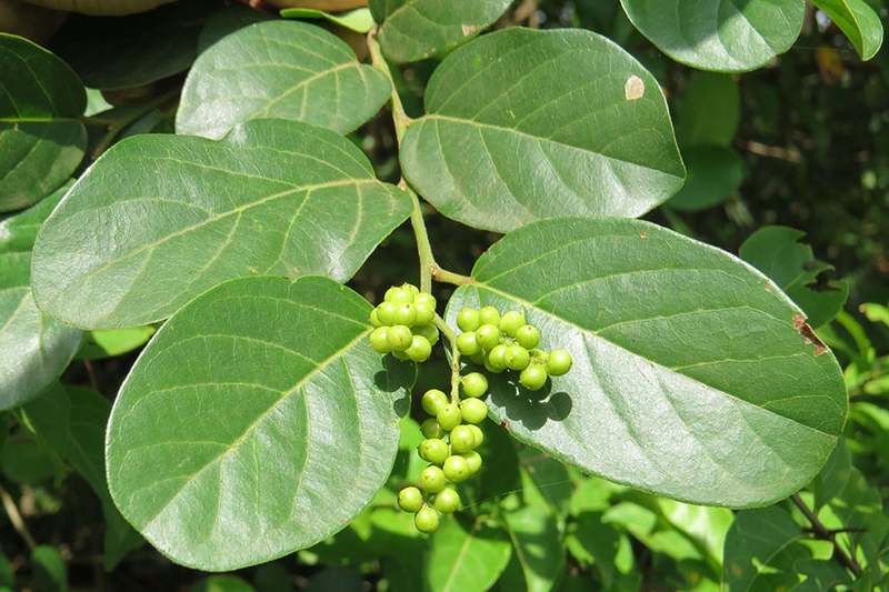 rau ăn bánh xèo 12