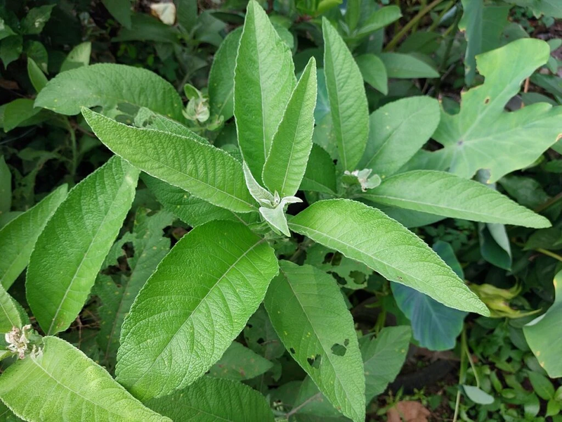 rau ăn bánh xèo 13